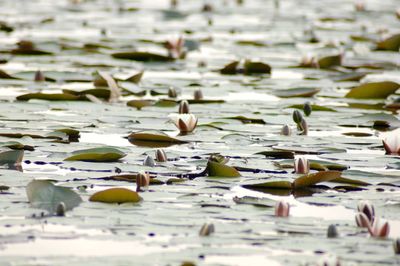 Close up of water lily