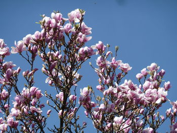 Low angle view of pink flowers blooming on tree against sky