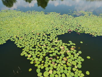 High angle view of leaves floating on lake