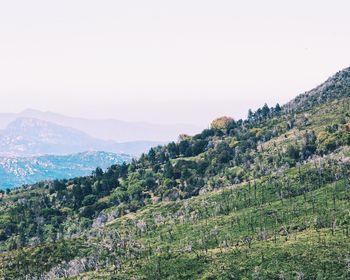 Scenic view of tree mountains against clear sky