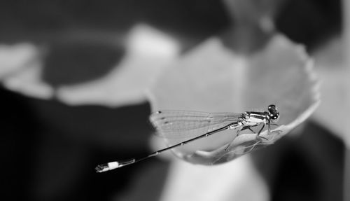 Close-up of insect