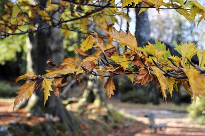 Close-up of autumnal leaves on a tree