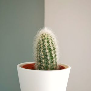 Close-up of cactus flower pot