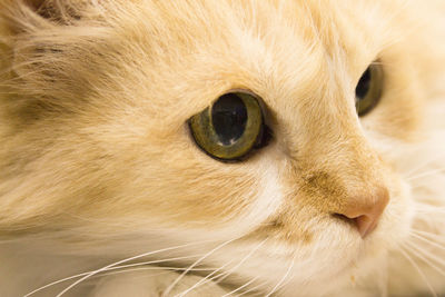 Close-up of a cat looking away