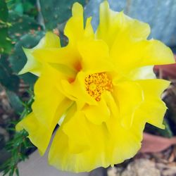 Close-up of yellow flower blooming outdoors