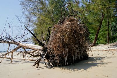 Dead tree on sand at beach against sky