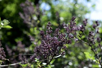 Close-up of plant against blurred background