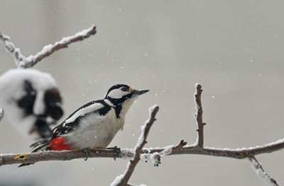 Birds perching on branch during winter