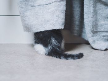 Cat under fabric on floor at home