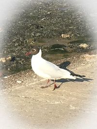 High angle view of seagull on beach