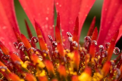 Full frame shot of water drops on red flower