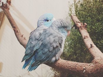 Close-up of parrot perching on tree