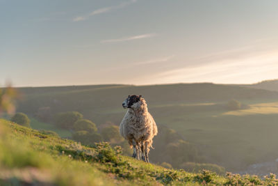 Sheep standing in a field