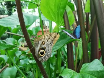 Close-up of butterfly perching on leaf