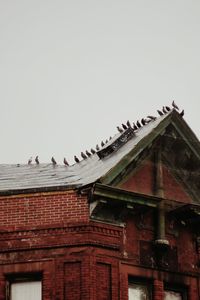 Low angle view of birds on roof against clear sky