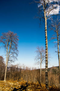 Low angle view of trees against blue sky