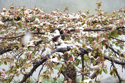 White bird perching on cherry tree