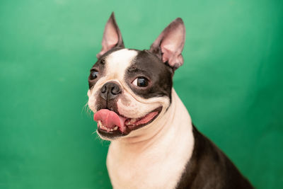 Close-up portrait of a dog