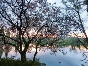 Reflection of trees in lake against sky