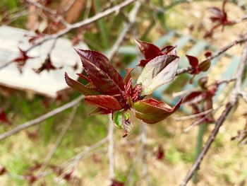 Close-up of autumn leaves on tree