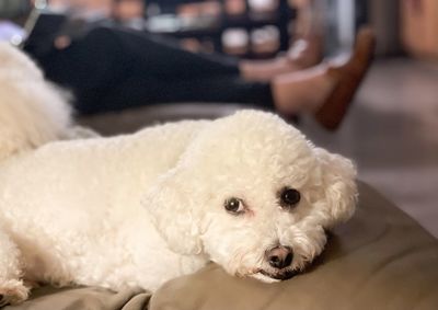 Portrait of dog lying down