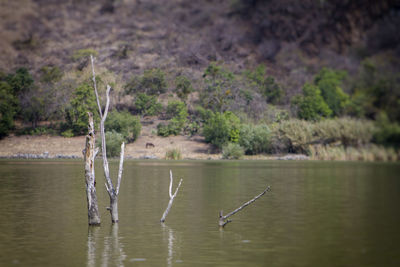 Scenic view of lake