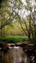 Stream in forest