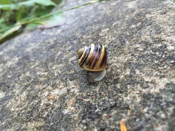 Close-up of snail on white surface