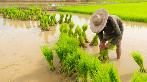 Rear view of person working at farm