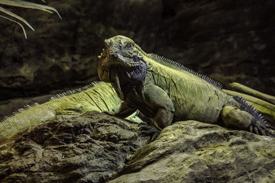 Close-up of lizard