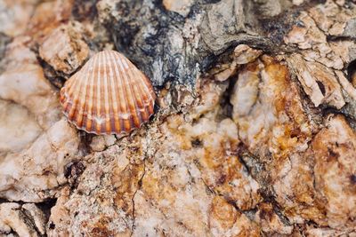Close-up of seashell on rock