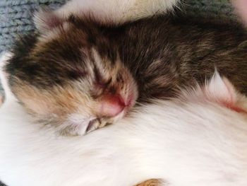 Close-up of cat sleeping