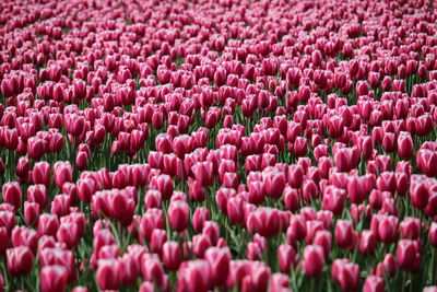 Full frame shot of pink tulips