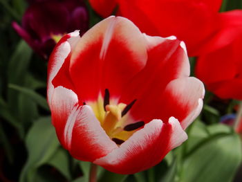 Close-up of red tulip