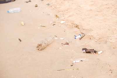 High angle view of crab on beach