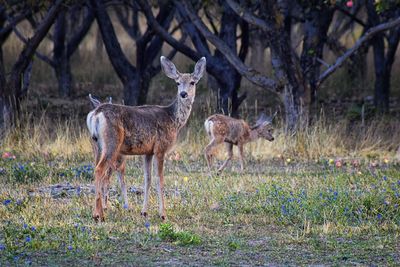 Deer standing in a field