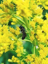 Close-up of bee pollinating on flower