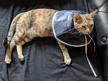 High angle view of neutered cat after operation