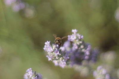 Close-up of bee on purple flower