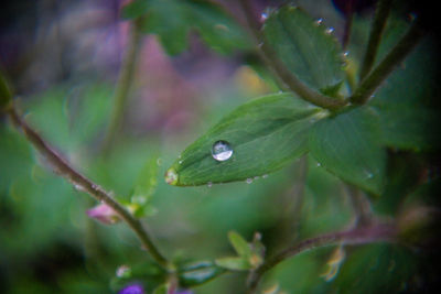 Close-up of wet plant leaves during rainy season