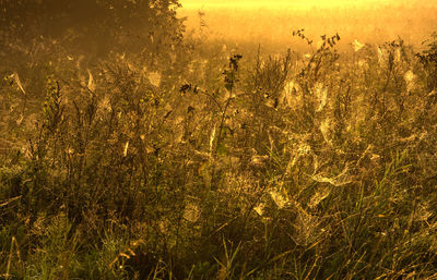 Plants growing on field during sunset