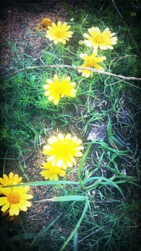 flower, yellow, freshness, fragility, petal, growth, flower head, beauty in nature, blooming, plant, daisy, nature, field, high angle view, in bloom, pollen, wildflower, stem, day, blossom