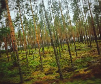 Trees in forest