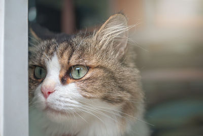 Close-up portrait of a cat