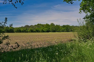 Scenic view of field against sky