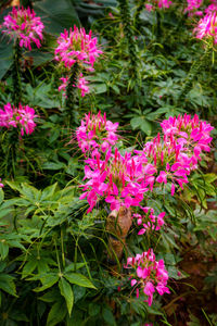 Close-up of pink flowering plant