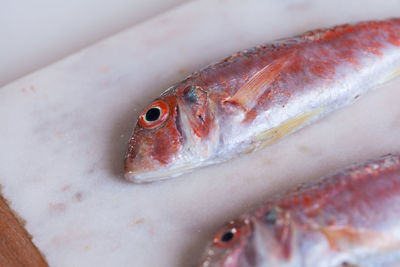 Close-up of fish