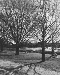 Bare trees against sky