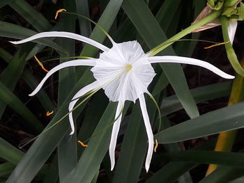 Close-up of white flowering plants