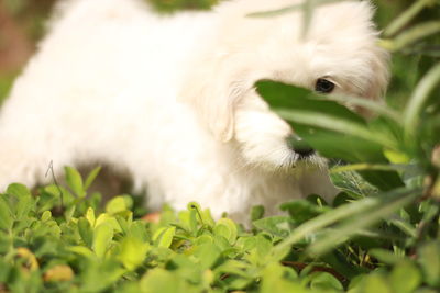 Close-up of dog